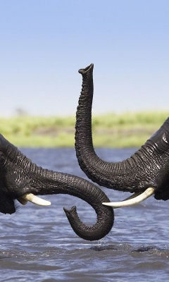 Two Elephants Talking
