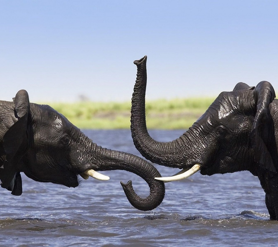 Two Elephants Talking
