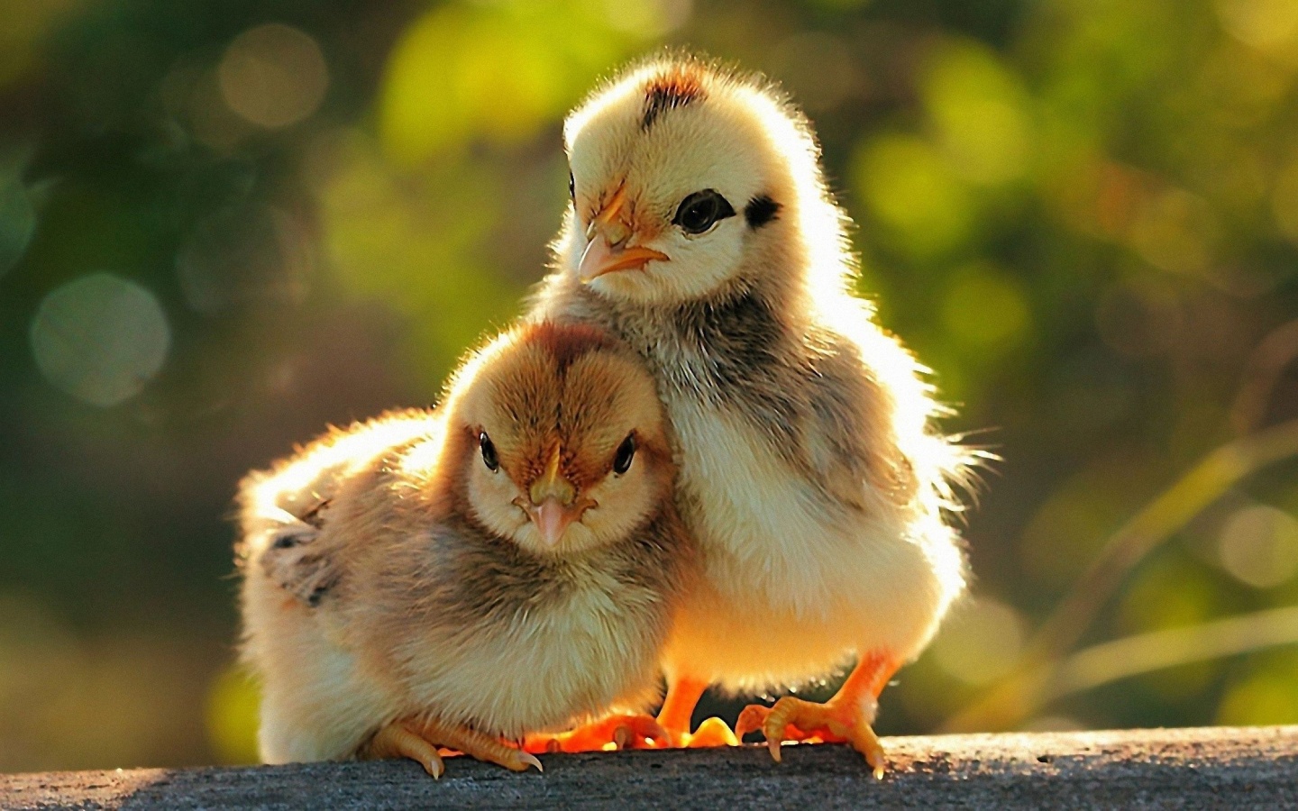Two Lovely Chicken Sunshine Spring