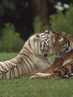 Two Tigers