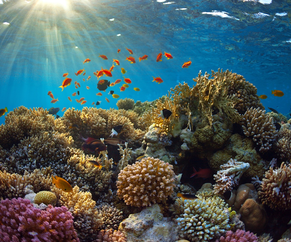 Underwater World Corals Fish Rays Of Light
