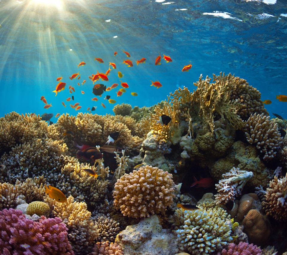 Underwater World Corals Fish Rays Of Light