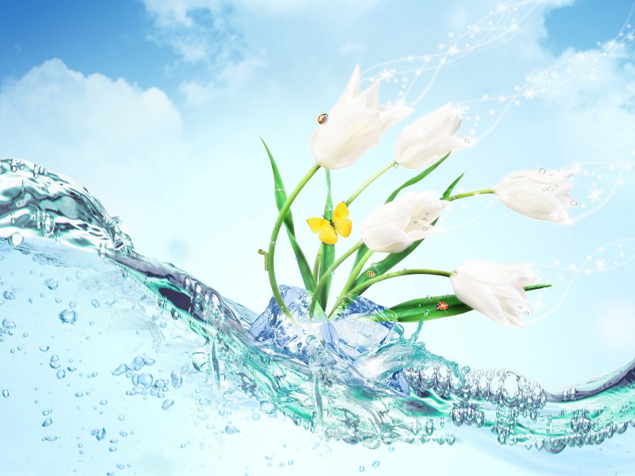 Water Tulip Desktop Wallpaper