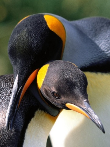 Whispering Sweet Nothings King Penguins