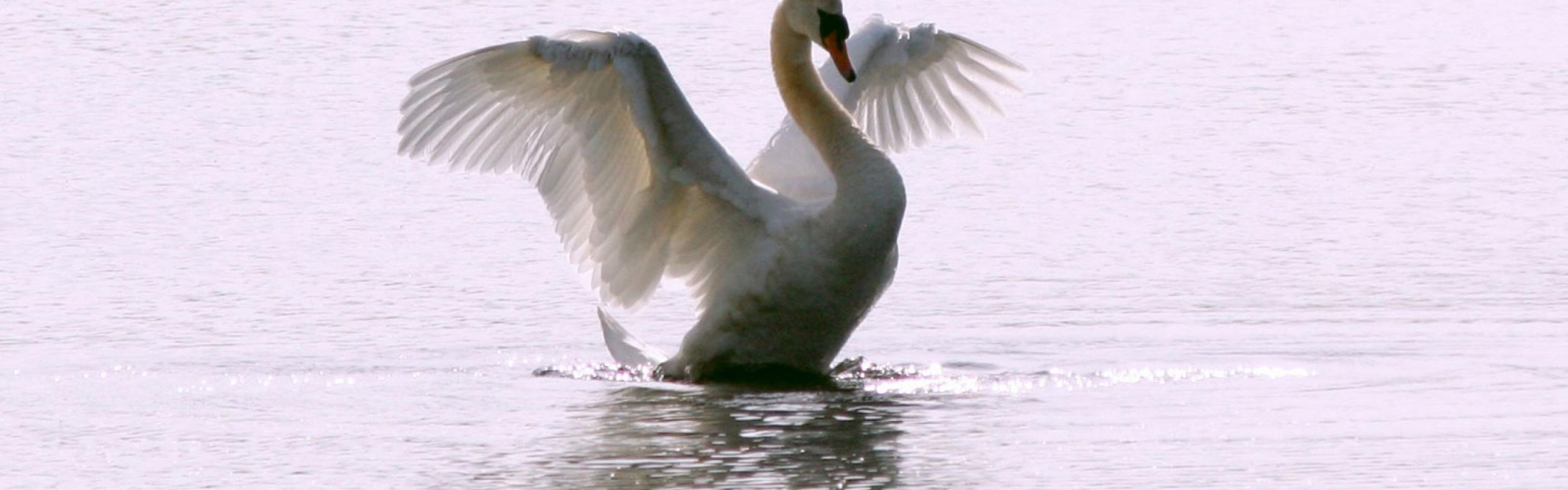 White Swan Long Flight