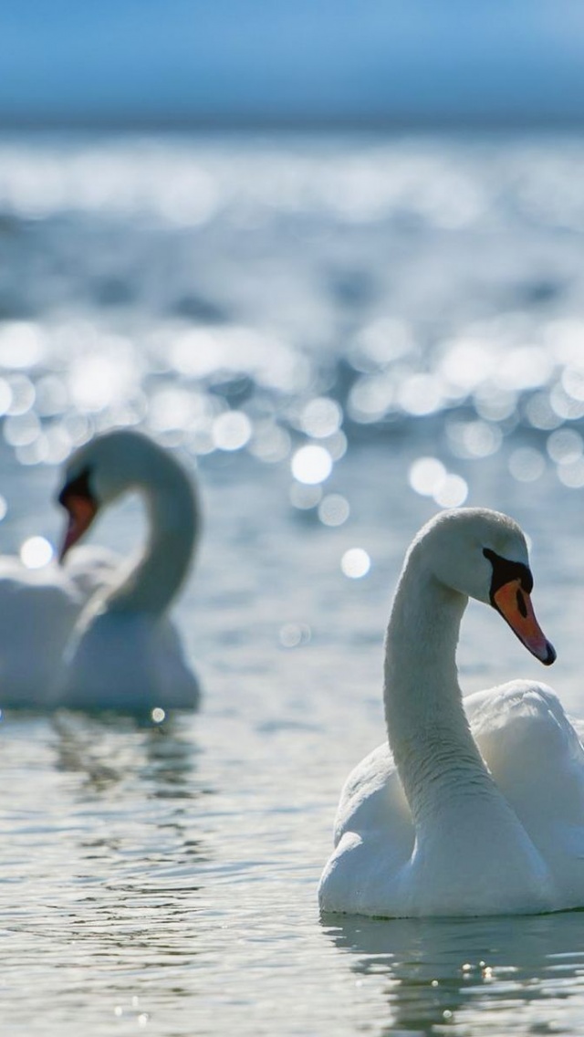 White Swans