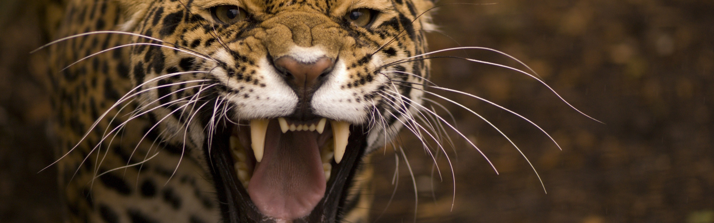 Wild Angry Cat Jaguar