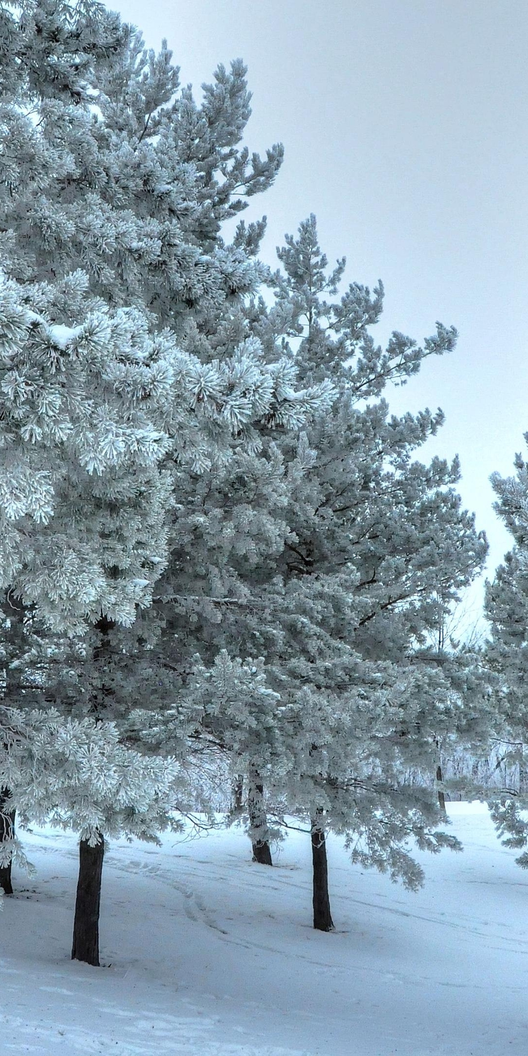 Winter Snow Snowy Trees