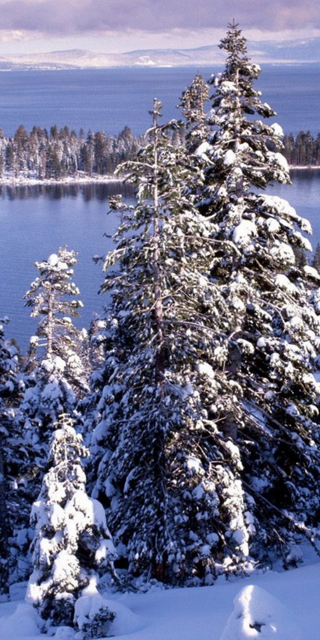 Winter White Forest And Cold Water