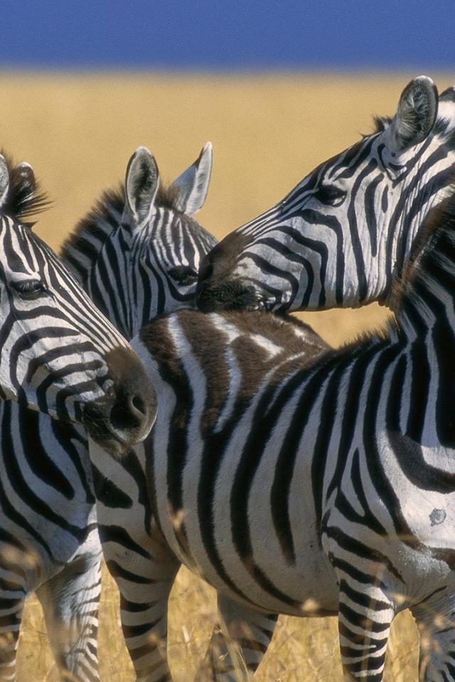 Zebra Stripe Herd Kenya