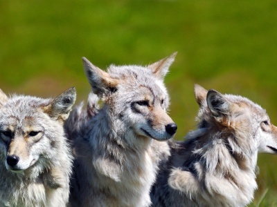 3 Brother Wolves