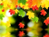 3d Autumn Leaves