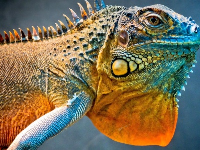 Amazing Iguana1