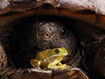 Big Turtle And Little Frog1