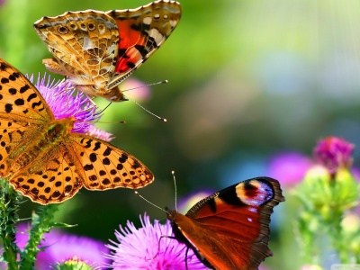 Butterflies Animals Flowers Nature1