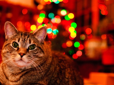 Christmas And Maine Coon Cat