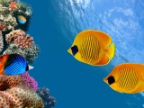 Corals And Fish