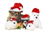 Cute Christmas Animals