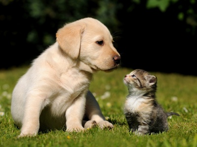 Cute Puppy And Kitten