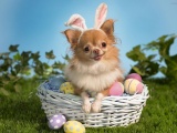 Cute Puppy Basket Egg