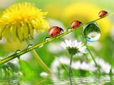Dandelions Ladybugs Drops Nature