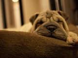 Dog Breed Shar Pei Is Sleeping