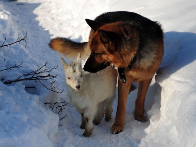 Dog Hunting Snow Winter