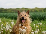 Dog In Dandelion Field