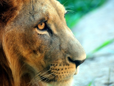 Fierce Lion