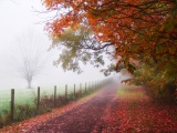Foggy Autumn Morning