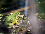 Frog On A Bog
