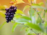 Fruits Food Grapes