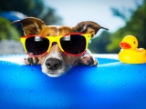 Funny Dog And Vacation Time