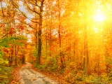 Golden Autumn Sunlight And Road