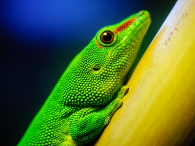 Green Lizard