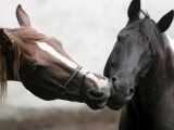 Horse Head Love