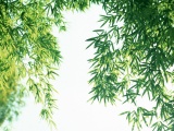 Lush Bamboo Photography Landscapes