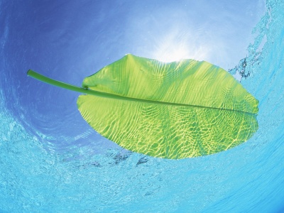 Maldives Leaf On Water