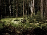 Nature Swamp Forest Plant Landscapes1