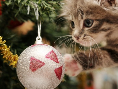 New Year Christmas Kitten