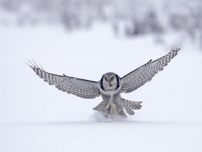 Northern Hawk Owl Flight