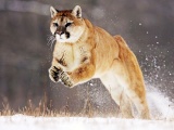 Puma Jump Snow Winter
