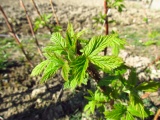 Raspberry In Early Spring