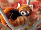Red Panda Fluffy Animal Cute
