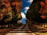 Road Fall Woods Plant Natural Landscapes1