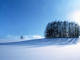 Small Forest In The Winter