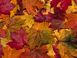 The Fallen Leaves In Autumn Colors
