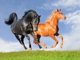 Two Horses On The Meadow