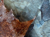 Winter Nature Leaf