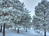 Winter Snow Snowy Trees